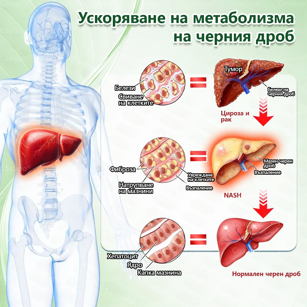 👩‍⚕️ 𝐂𝐨𝐚𝐮𝐨𝐨® 𝐌𝐨𝐫𝐢𝐧𝐠𝐚 × 𝐁𝐞𝐫𝐛𝐞𝐫𝐲𝐧𝐚 × 𝐀𝐌𝐏𝐊 𝟏𝟎 в 𝟏 – Нано микроиглен пластир за отслабване|Само 𝟏× дневно ✅ Видими промени за 𝟕 дни – при затлъстяване, сърдечно-съдово здраве, диабет и ставни проблеми